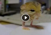 This Adorable Creature Is A Pygmy Jerboa And It Is About To Be Your New Favorite Animal