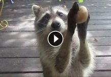 A Raccoon Steals Food From A Womans Cat. When The Food Bowl Is Empty, The Raccoon Does This