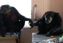 Scared Newly Rescued Chimps Meet And Refuse To Let Go Of Each Other’s Hands