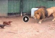 Massive Lion Come Face To Face With Tiny Wiener Dog. The Lions Next Move Is Totally Unexpected
