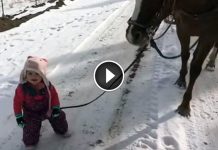 Tiny Girl Gets Stuck While Walking Horse In The Snow. Horse’s Response Is Melting Hearts Everywhere