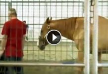 Then The Horse Approaches The Veteran And Does This. Im In Tears!