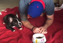 French Bulldog Pup Squats Down With Dad To Give Thanks For His Food