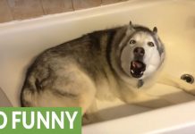 Bath Time Dog, See Him Calling The Shots!