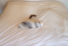 They Bought This Tiny Weasel A New Toy, And His Reaction Is Hysterical!