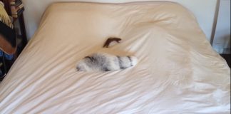 They Bought This Tiny Weasel A New Toy, And His Reaction Is Hysterical!