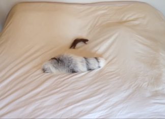 They Bought This Tiny Weasel A New Toy, And His Reaction Is Hysterical!