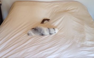 They Bought This Tiny Weasel A New Toy, And His Reaction Is Hysterical!