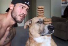 Man Teases Dog With Food, These Dogs Have Self Control!