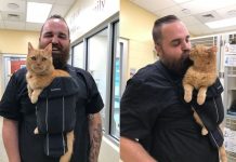 Senior Cat Wants Nothing More Than To Be Held, Shelter Finds A Great Solution