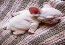 English Bulldog Is Doing What Most Of Us Want To Be Doing Right Now, But He Does It So Sweetly
