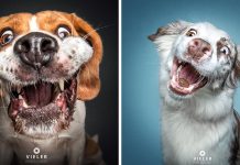 This Hilarious Photographer Takes Photos Of Dogs Catching Treats And We Can’t Get Enough
