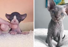 Sphinx Kittens Are More Adorable Than You Think, These Cuties Will Change Your Mind