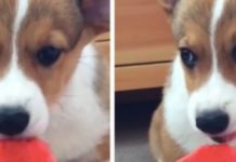 Adorable Little Corgi Puppy Enjoys A Refreshing Treat That’s As Big As He Is