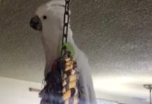 Cocky Cockatoo Barks Like A Dog Confusing Its Owner, ROTFL