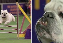 Audience At The Westminster Dog Show Were Shocked By This Bulldog’s Agility Performance