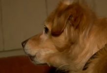 One Dog Becomes A Hero To Its Owner