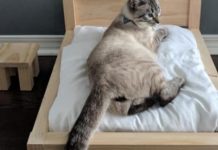 The Internet Goes Crazy Over The Tiny Bed This Man Made For His Cat