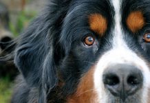 How Is This Dog Such A Good Judge Of Character, He Knows Who To Trust