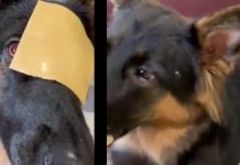 German Shepherd Has Hilarious Reaction To Cheese Challenge