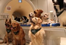 Scientists Find A Recent Discovery That Allows Them To Communicate With Animals