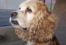 Family Brings Home New Pup, Their 15-year-old Dog Cries When They Leave Her Behind