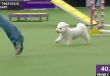 Cute Dog “Winky” Takes This Dog Competition Slowly