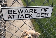 10+ Dogs That Show The Real Meaning Behind Those “Beware Of Dog” Signs