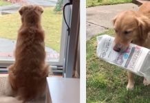 Goldie Waits For The Highlight Of His Day…the Mailman. His Human Mom Captures His Excitement