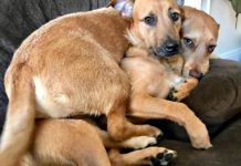 Family Dog Finds His Twin–He Will Not Leave Without Him