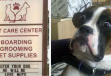 Vet Trips Are Stressful, These Vets Tried To Make Everyone Chuckle With Their Humor
