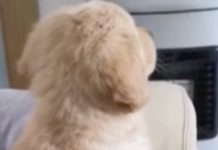 Goldie Can’t Stop Himself From Becoming A Statue When Saturday Morning Cartoons Come On