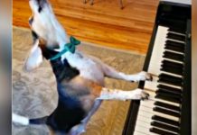 In This Home Video, A Rescue Dog And Its Tiny “Back Up Dancer” Go Crazy During Their Adorable Jam Session