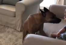 Puppy Shows Baby How Much He Loves Him, The Family Can’t Stop Laughing At The Two