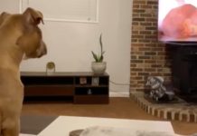 Dog Watches Lion King–His Response Is So Emotional