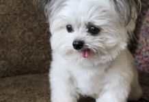 This Dog’s Reaction To Getting A Treat Will Make You Melt–it Is Absolutely Adorable!