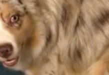 Australian Shepherd Becomes The Funniest Alarm Clock And We Love Him For It