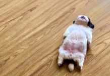 30 Pictures Of An Adorable Puppy Sleeping Like Its Been ‘Turned Off’