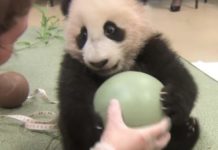 Cute Panda Baby Cannot Let Go Of This Special Toy, He’s Adorable