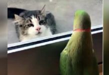 Bird Messes With Cat By Playing A Game Of Peek-A-Boo