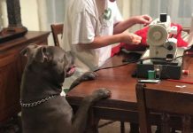 After This Dog Rips Apart His Favorite Pillow, He Has The Most Adorable Reaction