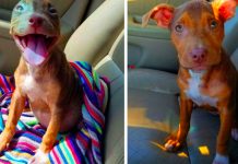 This Puppy’s Choice To Choose Happiness Throughout Life Is One We Can All Learn Something From