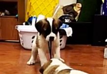 Puppy Siblings Have A Friendly Tug Of War, One Is The Hands Down Winner