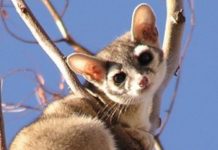 Native North American Ringtail Cats Are Absolutely Adorable, And People Are Going Crazy For Them!