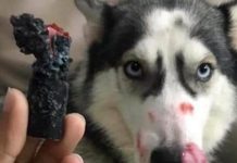 Naughty Dogs That Will Make You Laugh