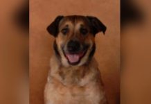 Kind Neighbor Changes The Life Of This Sick Dog