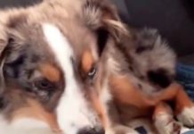 Puppy Can’t Help Himself But To Sing Along With His Favorite Song