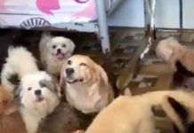 Singapore Woman Does Wonderful Things For The Homeless Dogs