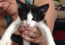 When It Comes To Cute Cats These Cats Are A “Toe” Ahead Of All The Others