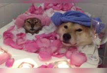 Mother Makes Valentine’s Day Special For Her Shiba Inu And Rescue Cat
